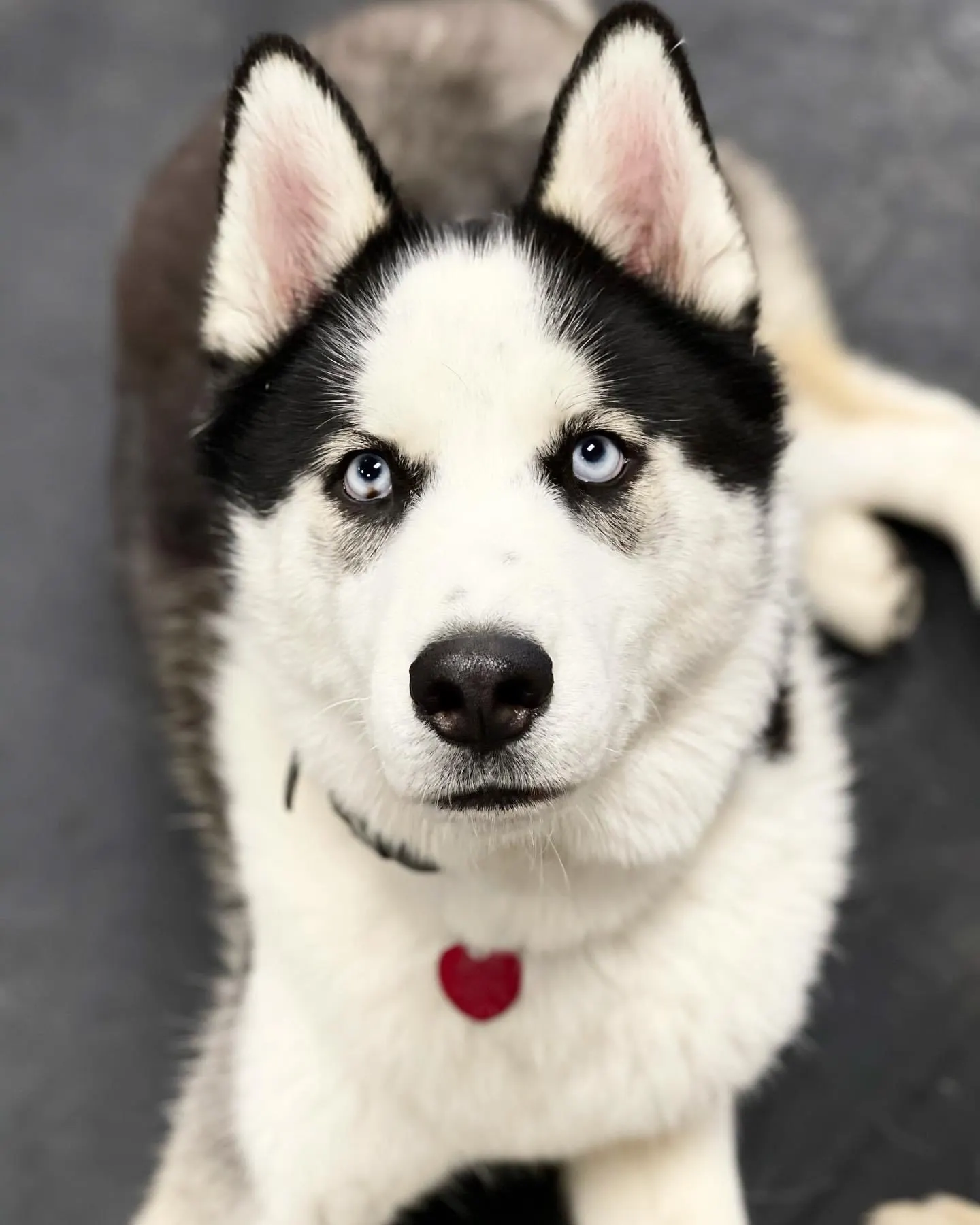The real Baxter, a black-and-white Siberian husky