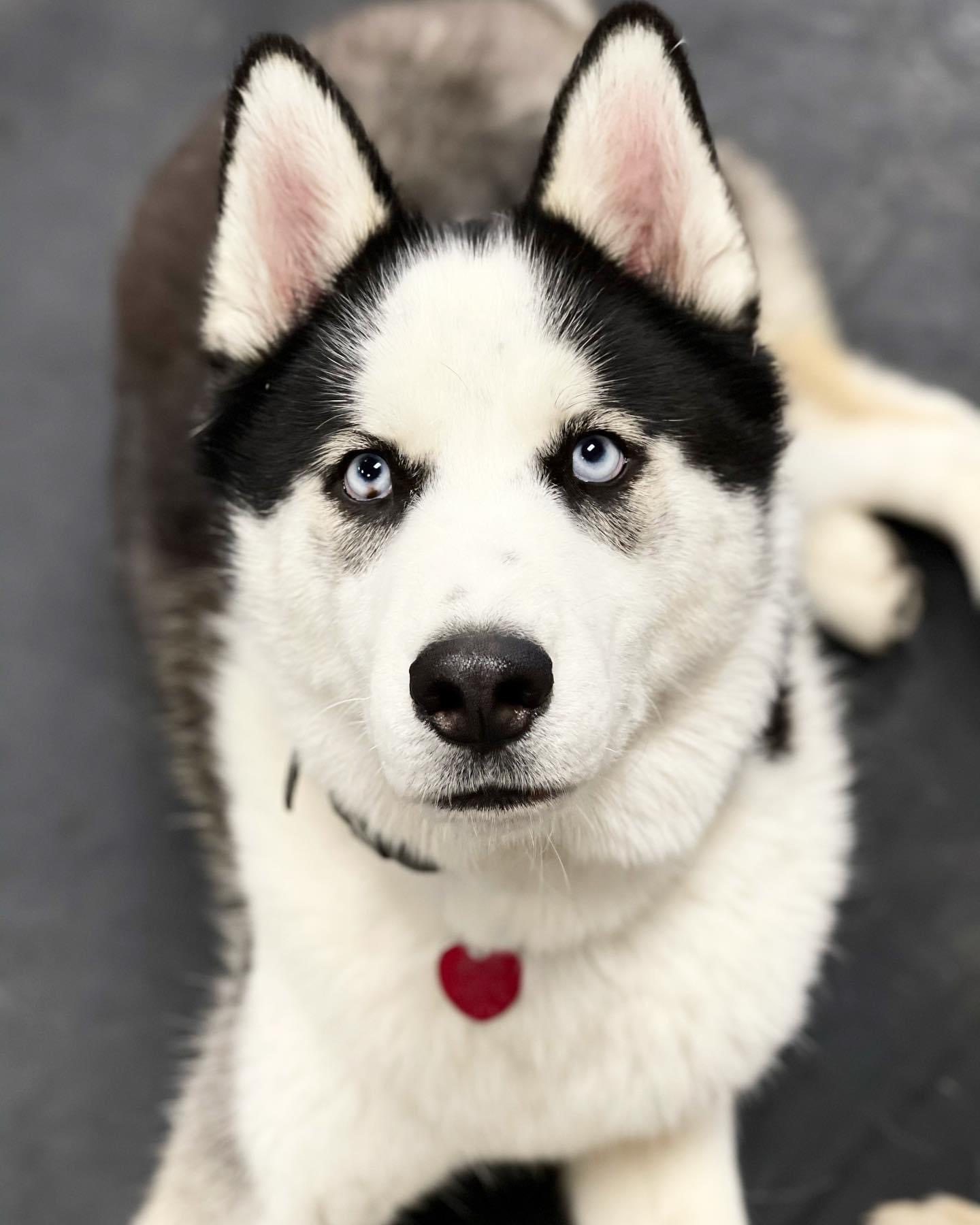 Portrait of the real Baxter