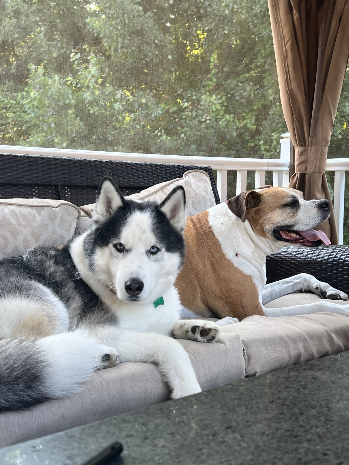 The real Baxter relaxing beside a dog friend