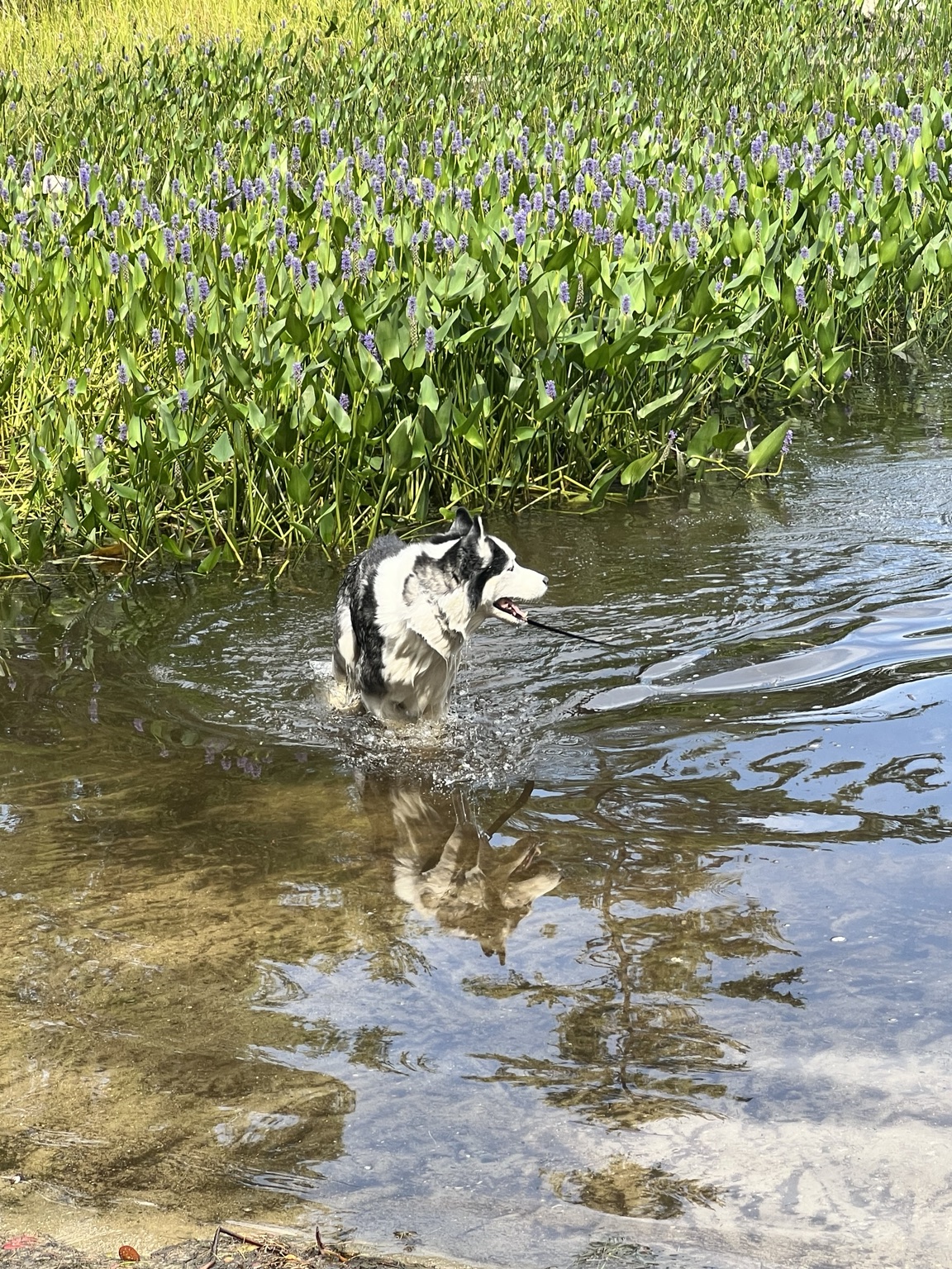 The real Baxter swimming in a lake