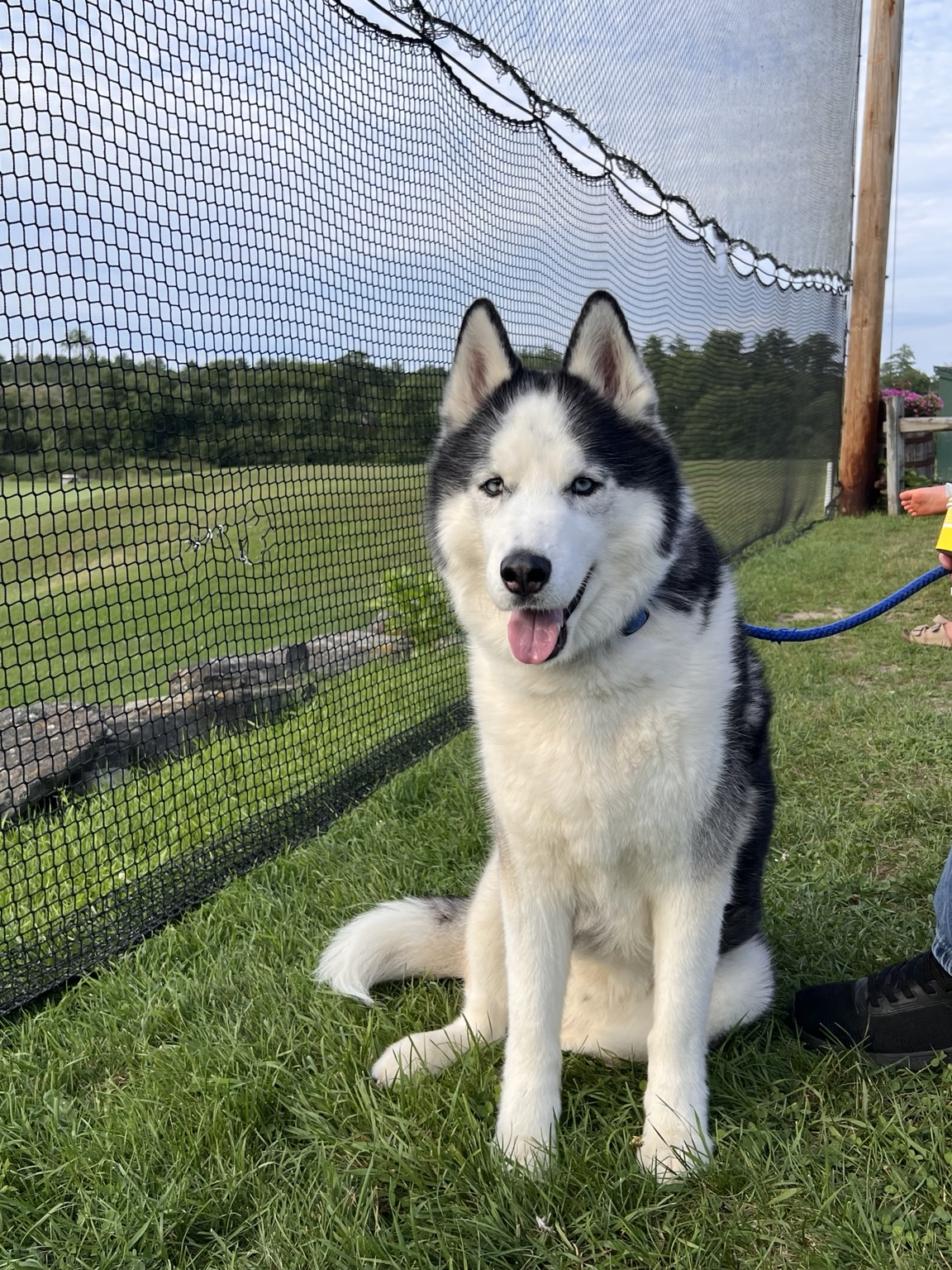 The real Baxter sitting by a fence