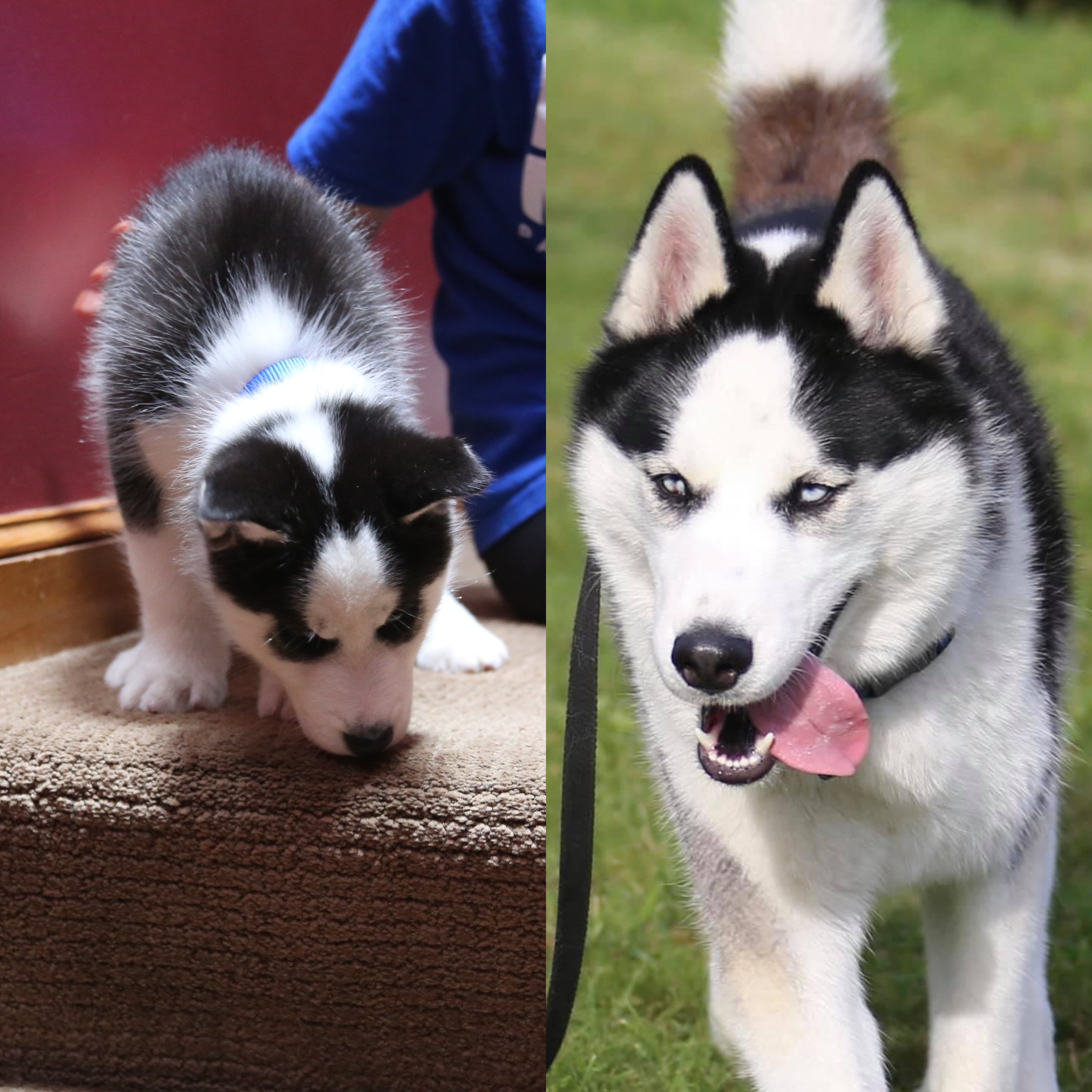 The real Baxter as a puppy and grown Siberian Husky